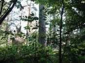 widok od strony skrzynki (sierpien 2009)