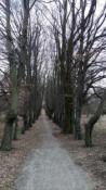 ścieżka