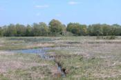 Narew