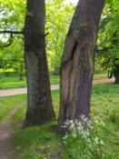 Dąb Bezszypułkowy.