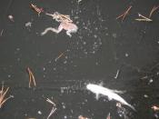 9 - zamrożone hybrydy bojowe