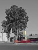 Pomnik i stary kasztan (w tle dawna komora celna)