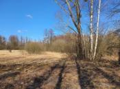 Podmokłe tereny - Cyganka, Hrabia
