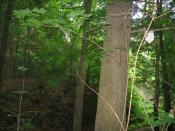 Proporczyk z widokiem na miejsce ukrycia skarbu