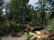 Okolice Gaju Muz po huraganie - 1