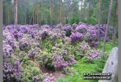 Rododendrony powoli przekwitają - 09 czerwiec
