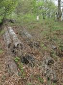 Jakieś belki w krzakach