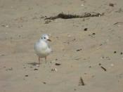 Lotny patrol graniczny