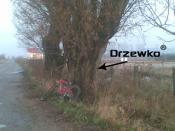 drzewko