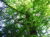 a stojąc pod drzewem widzimy to