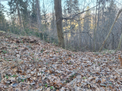 pomyszkuj tam