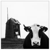 Krowa wiejska by Wallson