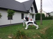 sąsiad pilnuje