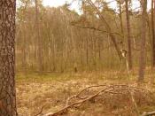 miejsce znalezienia -na połowie wysokości fotki