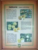 Stare jabłonie 