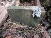 A co to? Grzyby? No może?