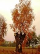 Brzoza na wierzbie - ok. Płocka