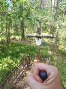 atrybut zamienny