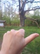 Dąb 