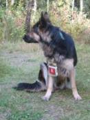 Pies ekipy poszukiwawczo-ratunkowej! autor:Doczu