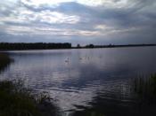 Łabędzie piękności:)