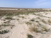 słone bagna czy półpustynia?