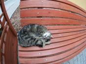 Niektórzy mieli leniwa sobotę