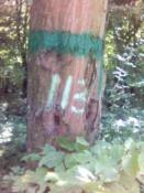 Znajdźta łotakie dżewo....