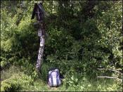 Zdjęcie ze szczytu Polańskiej