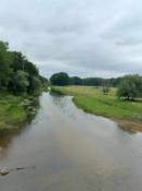 Krowki w oddali 