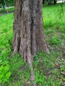 Wiązowiec Zachodni.