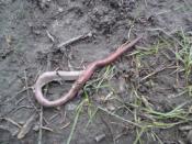 Dżdżownica- olbrzym