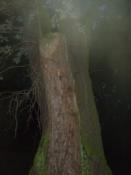 GoGacekGC-Wolsztyn-Diabły Wolsztyńskie-1