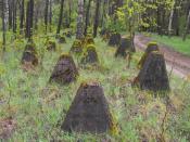 widok ogólny