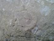 skamieniałe muszelki :-)