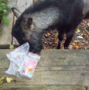 Koziołek się próbował dobrać do cache'a