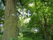 Liczne pomniki przyrody