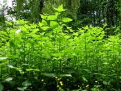 Dorodne strażniczki skrzynki ;)