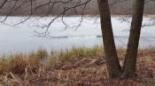 jezioro zimą/lake in the winter