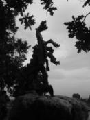 Black Dragon...