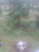 Stegna