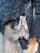 Epickie maskowanie 2