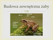 Budowa żab