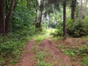 Widok od strony kesza na drogę.