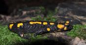 salamandra