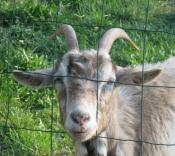 Tego pana można spotkać