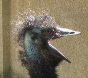 Emu ziewający