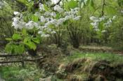 Czereśnia kwitnąca nad mogiłami