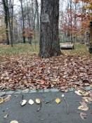 log