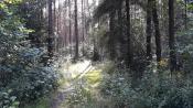 Droga przez las